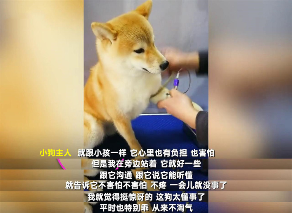 强装镇定!柴犬抽血主动伸腿表情淡定,后腿颤抖逗乐网友