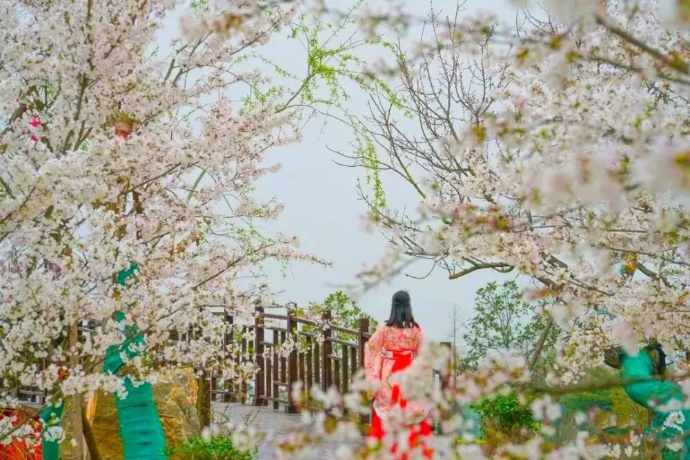 樱花,武汉市旅游委,湖北,油菜花,武汉大学,武汉