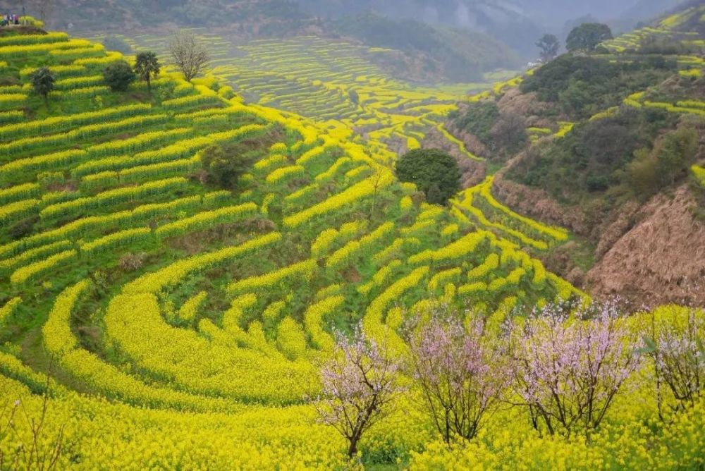 油菜花,婺源县,篁岭,月亮湾