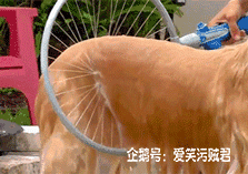 爆笑gif:给喵星人掏耳朵是一种什么体验!这表情也是醉