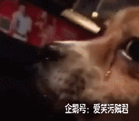 爆笑gif:给喵星人掏耳朵是一种什么体验!这表情也是醉