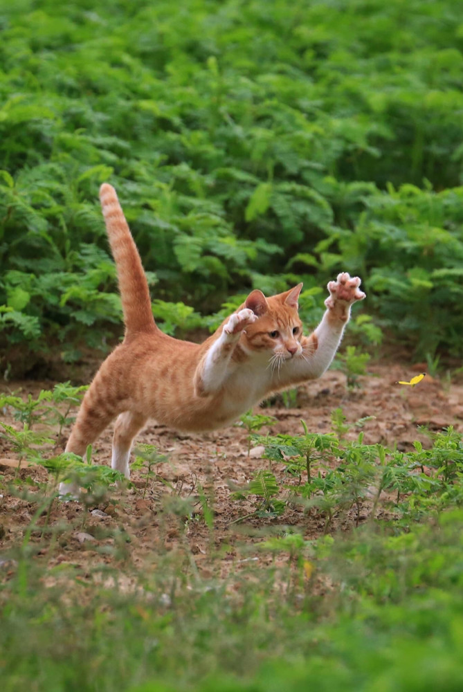 旋转,跳跃,飞扑,只见橘猫不到一秒的时间就跳到半空中