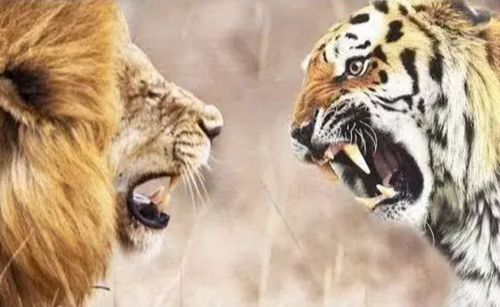 老虎和狮子到底谁才是百兽之王?谁是百兽当中的霸主?