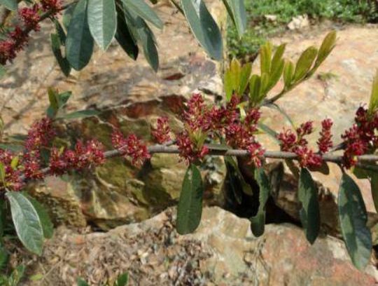 被砍除,其实是珍贵的三颗针-天天快报