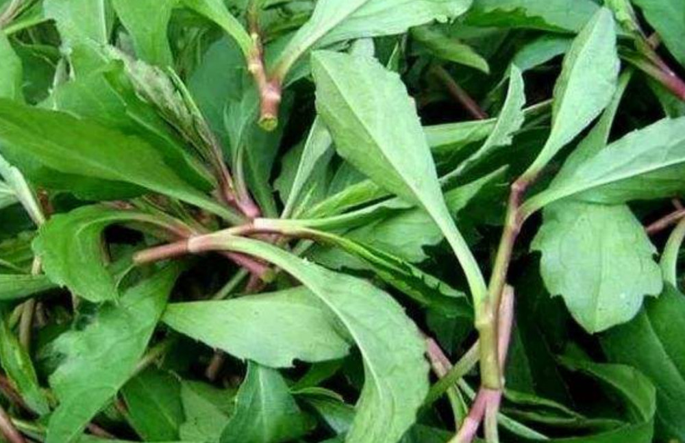 野菜,马兰头,蒲公英,蕨菜,香椿