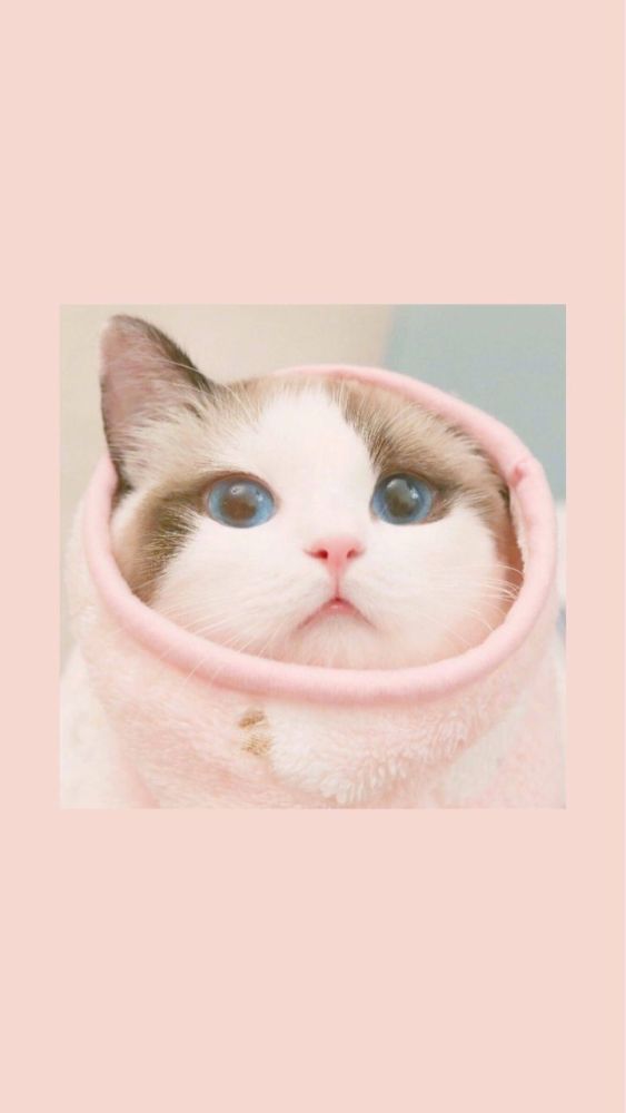 壁纸:只一眼就可以让你喜欢,那些画里的萌猫猫壁纸合集!