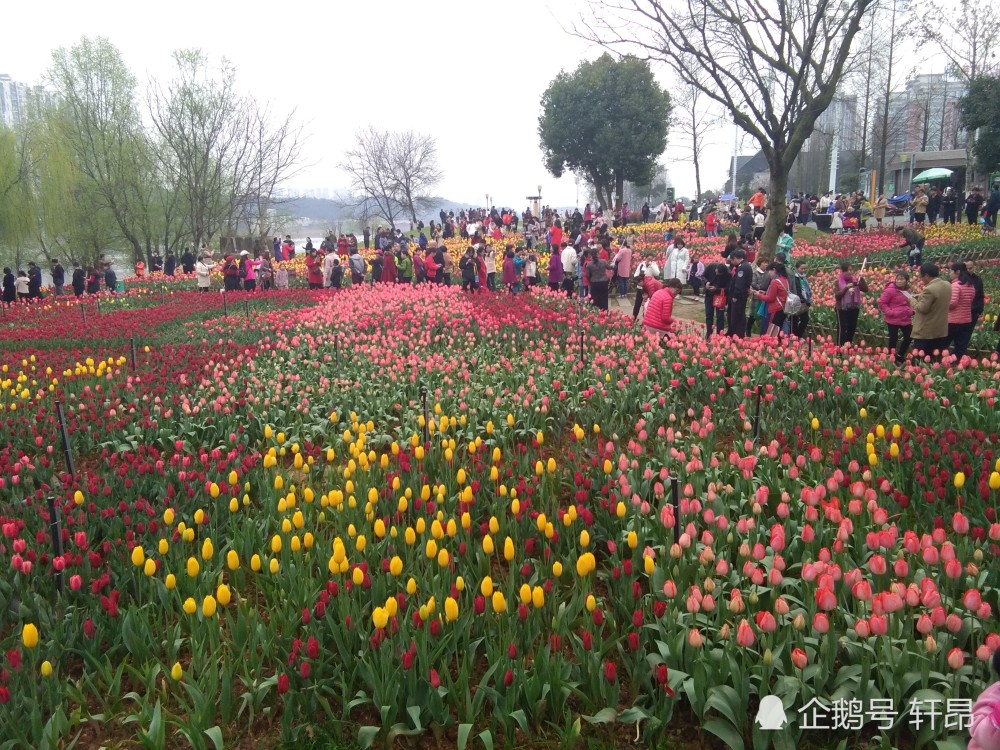 2019株洲钢琴广场郁金香赏花季