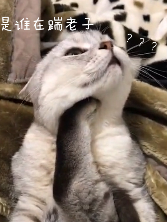 猫咪莫名被踹,还以为被命运扼住了咽喉,翻转结局逗乐主人