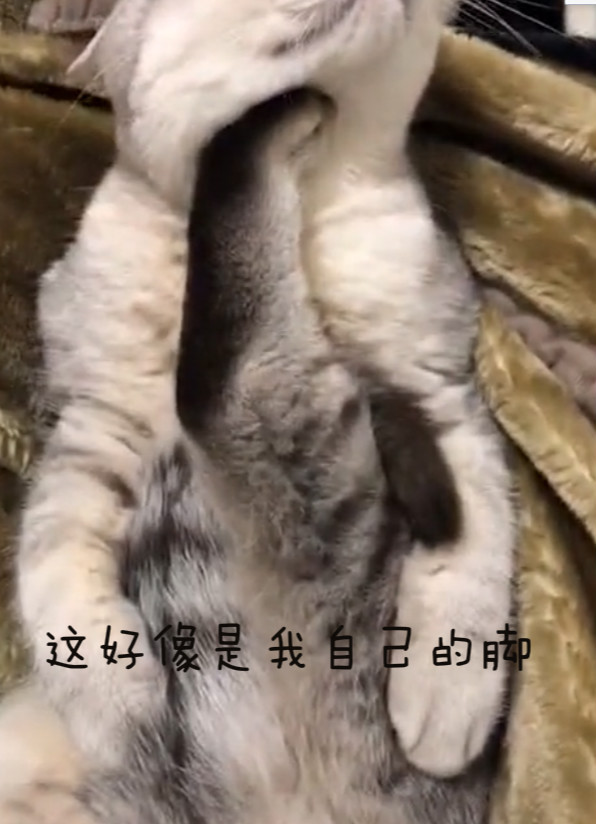 猫咪莫名被踹,还以为被命运扼住了咽喉,翻转结局逗乐主人