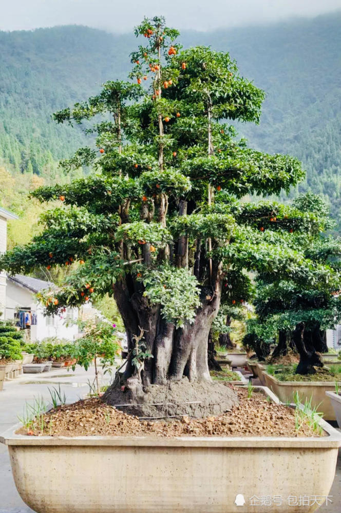 盆景欣赏:盆景基地的盆景 都是些多年老树桩盆景 意境