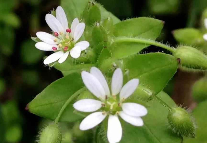 农村人管它叫"鹅肠菜",花开像"菊花",药食兼备价值宝贵