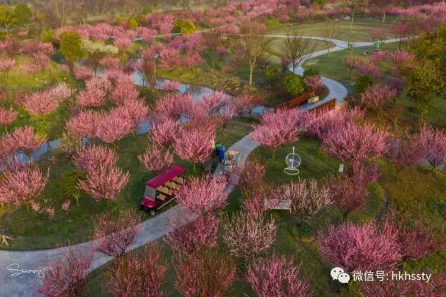 花开海上生态园,松江,樱花,樱花园,主题公园