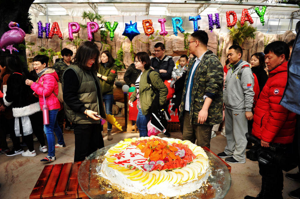 图为青岛森林野生动物世界河马馆,小河马"青禾"周岁生日派对现场.