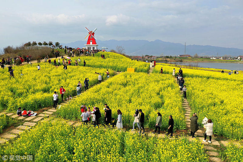 陕西汉中:油菜花海醉游人
