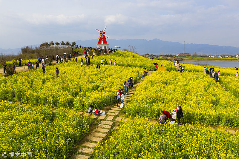 陕西汉中:油菜花海醉游人