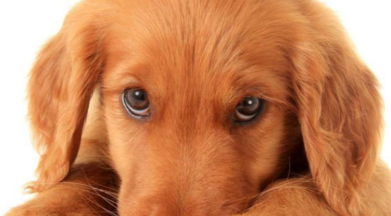 情感测试:你觉得哪只狗的眼睛最凶狠,测测你哪方面最阴暗!