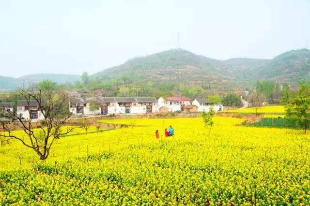 东沟村位于大峪镇东北部,山清水秀,三,四月的东沟村是最美的,金黄的