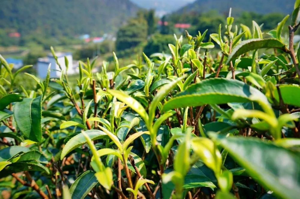 二月十九观音诞,桂平西山诚邀您"齐享西山禅·共品西山茶"