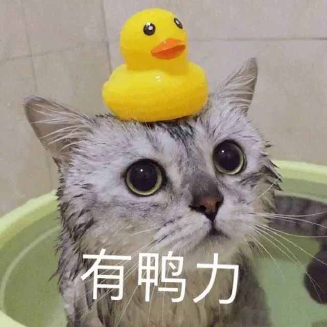 猫咪表情包:今晚那个吗
