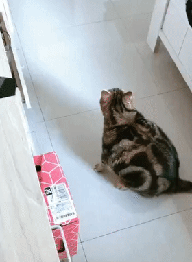 肥猫想上桌子,尝试两次后终放弃,猫:我这体型基本告别