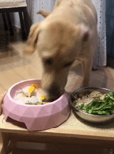 不过拉布拉多这么大了,吃饭还这么急,建议买个缓食碗,然后吃饭的时候