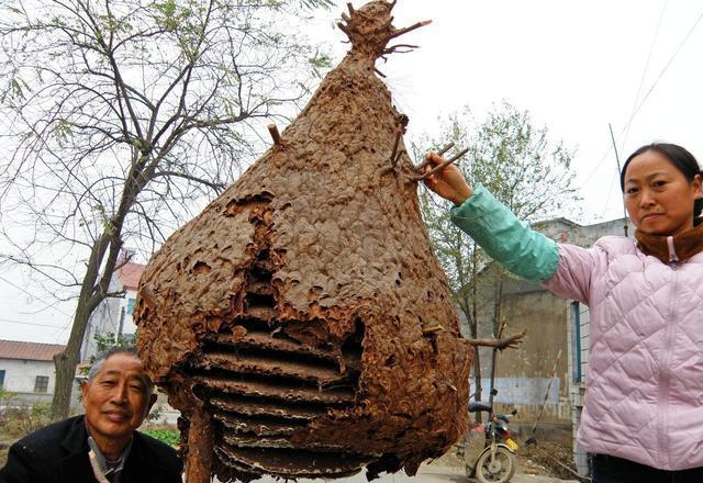 盘点那些年我们遇到的巨型马蜂窝