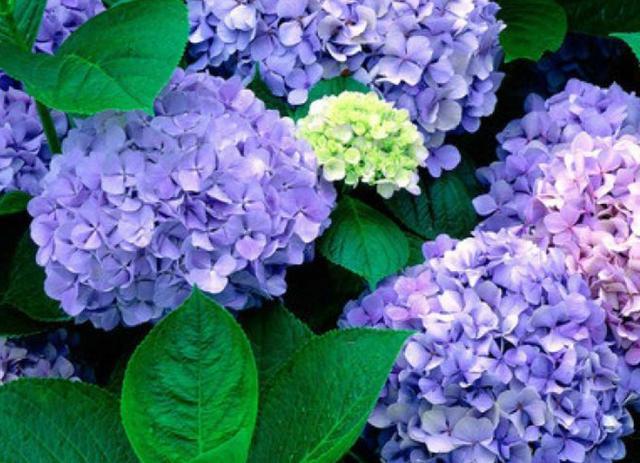 绣球花,开花,春化,花芽分化,株型