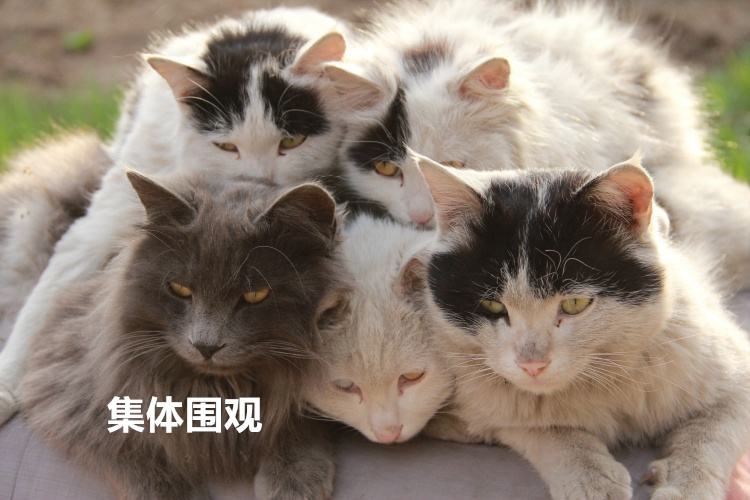 家里养了一大群猫,每天根本吸不过来,网友:家里有矿