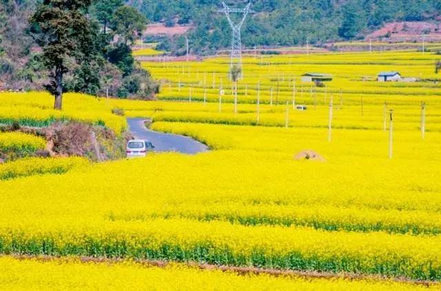 宁波,樱花,郁金香,公园,油菜花