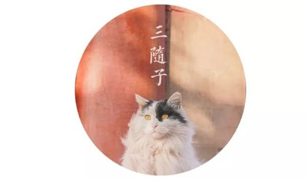 赠花名"鳌拜" 常出现在景仁宫的屋顶和暗渠洞口 我见到的第一只故宫喵