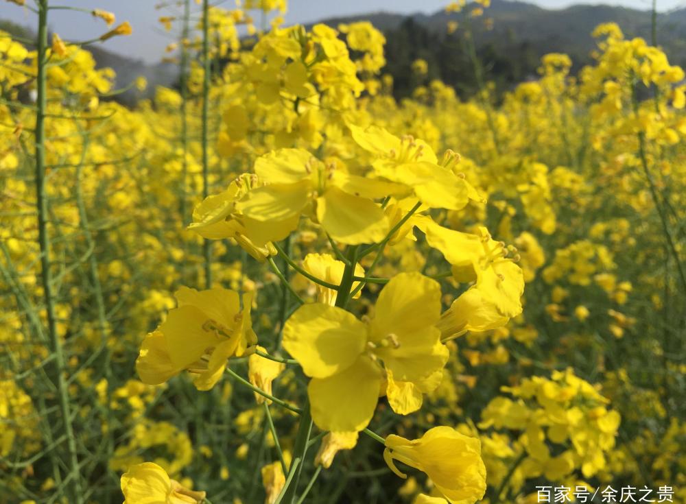 余庆:春回大地百花开,青山绿水景色美