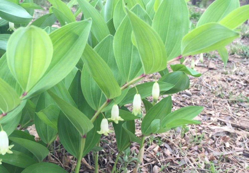 黄精,农田,植物,黄鸡,药材