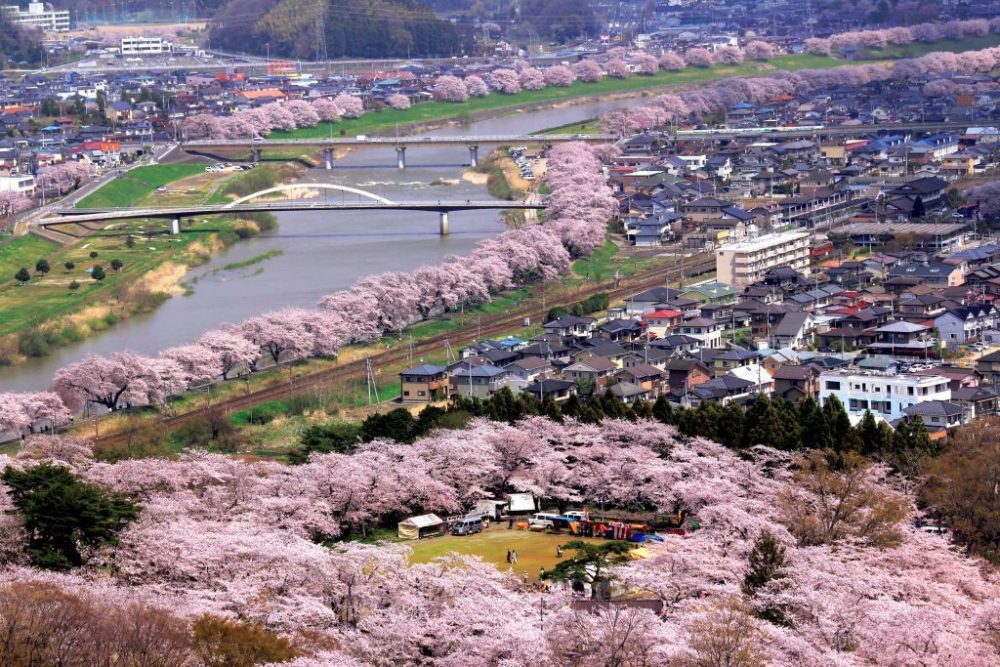 樱花,日本_旅游,富士山