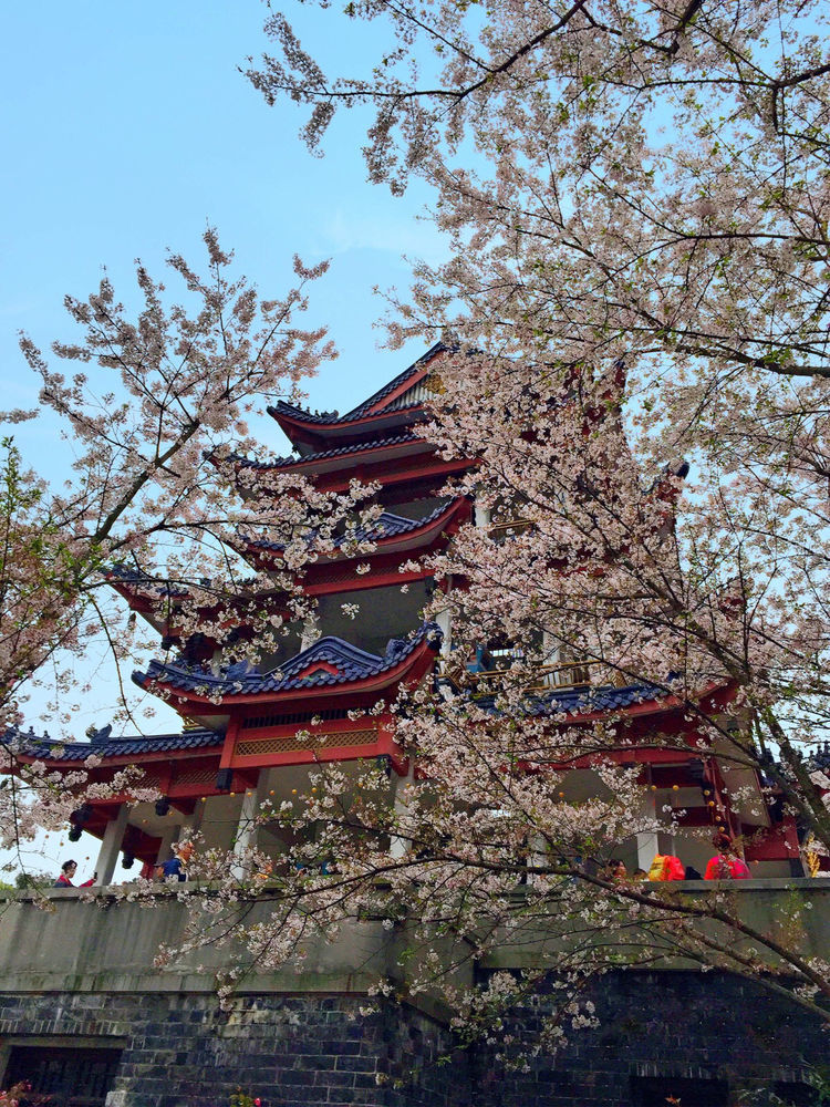 中国十大赏樱胜地之一,私藏在无锡的第一胜景,你去过吗?