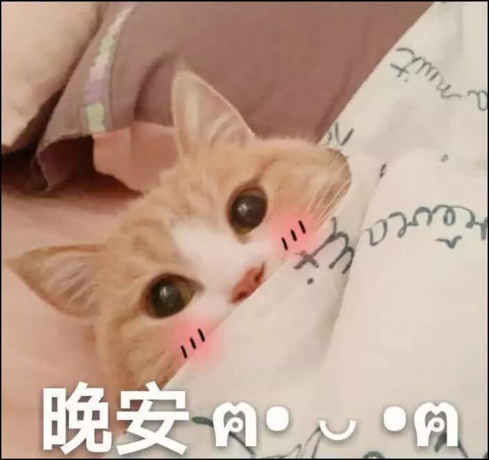 超可爱的猫咪情侣聊天表情包,快用起来吧,要不他就被别人撩走了