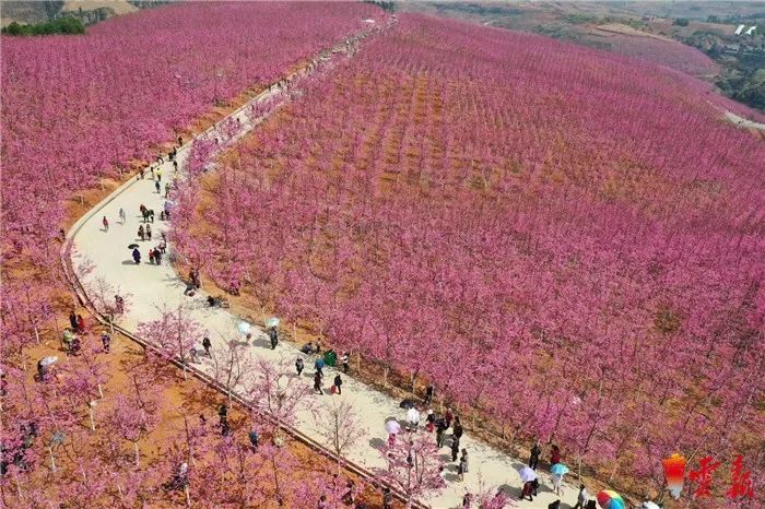 宜良樱花谷.云南日报记者 张彤 摄