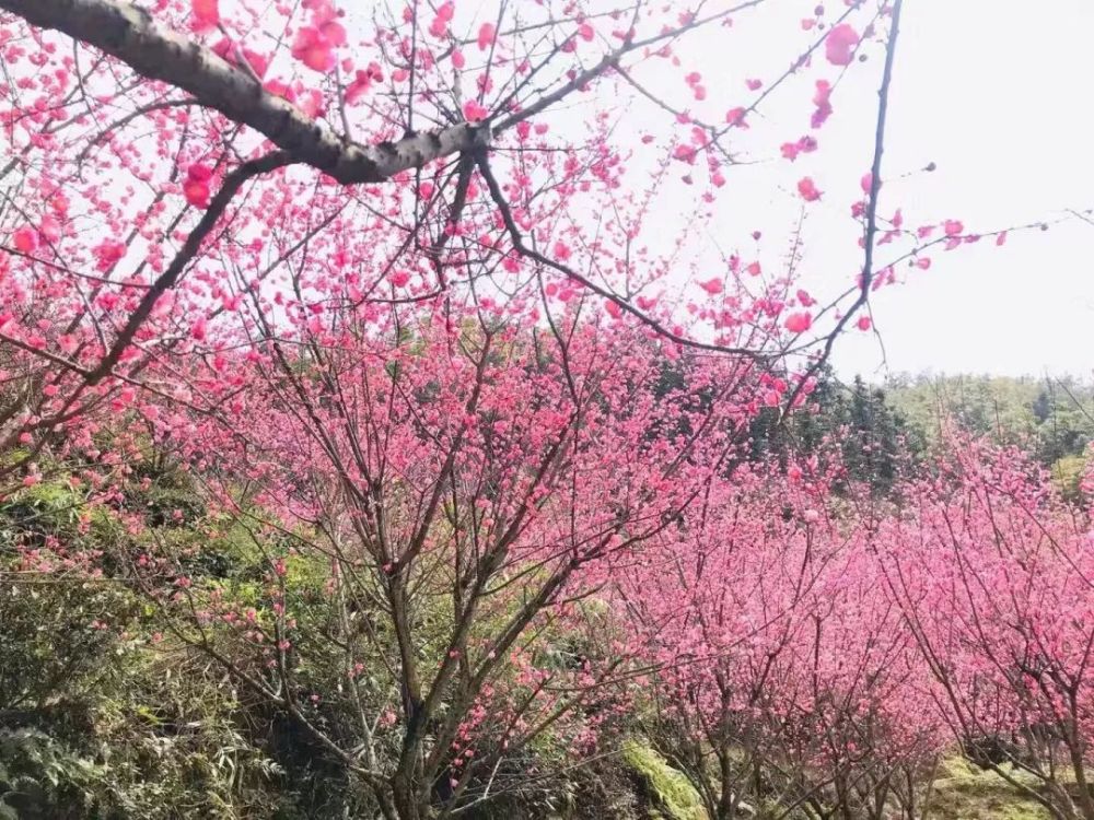 向着喜悦,从岭溪谷的春天出发