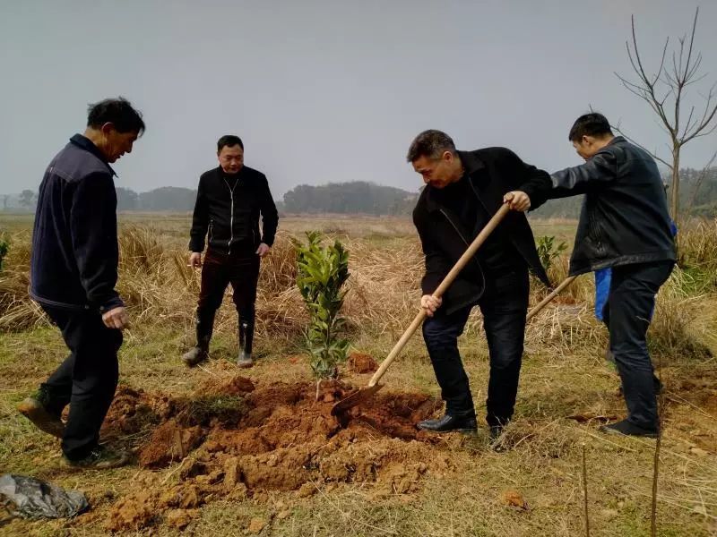 产业扶贫,景德镇,叶子谦,农民专业合作社,贫困户,新柳村