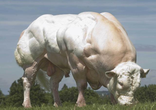 全世界最强壮的牛,无需激素就可快速长肉,一天可以长三斤!