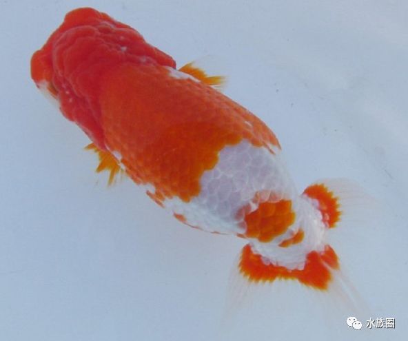 水族圈带你认识日本金鱼,中国金鱼如何传到世界?