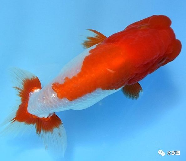 水族圈带你认识日本金鱼,中国金鱼如何传到世界?