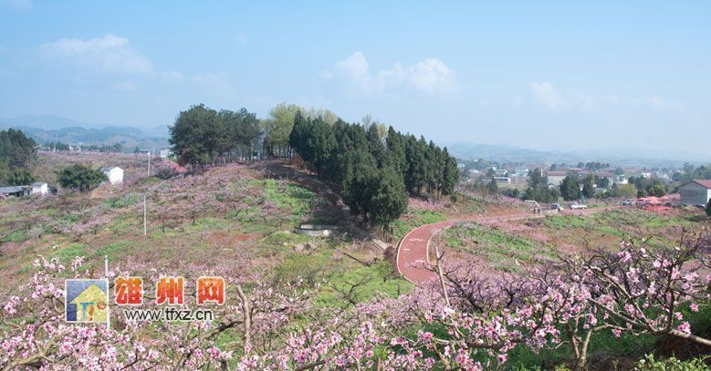 简阳东来桃源景区桃花盛开醉游人