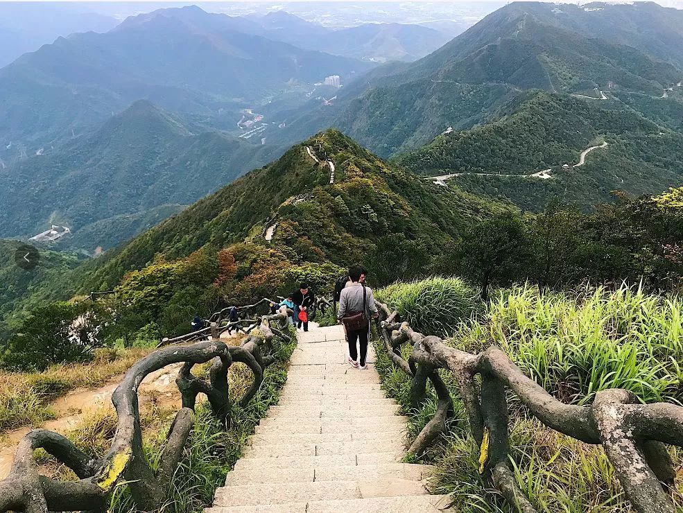 "梧桐山杜鹃花会"开幕,这份免费游玩攻略请收好!