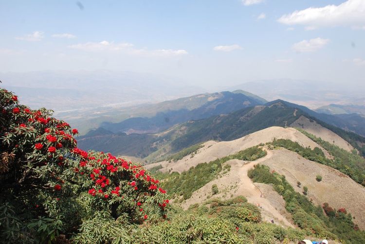 昆明走进自然户外 徒步攀登寻甸凤龙山,赏大树杜鹃马樱花