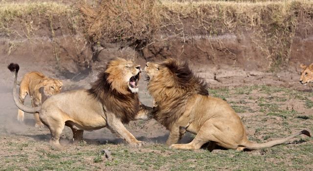 一起称霸草原……雄狮也是一类特殊的雄性猫科动物,它们体型硕大,吼声