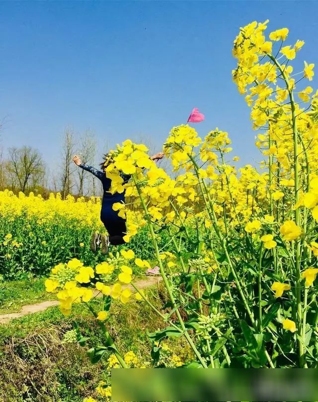 西乡赵家营 油菜花儿香!