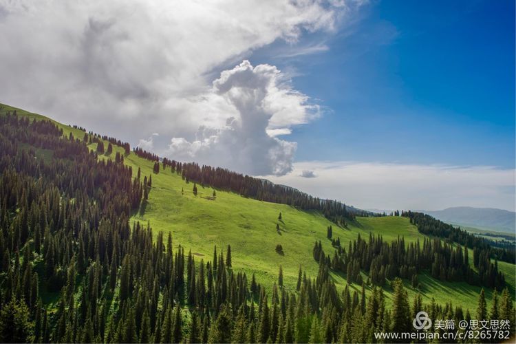 那拉提草原是世界四大草原之一的亚高山草甸植物区