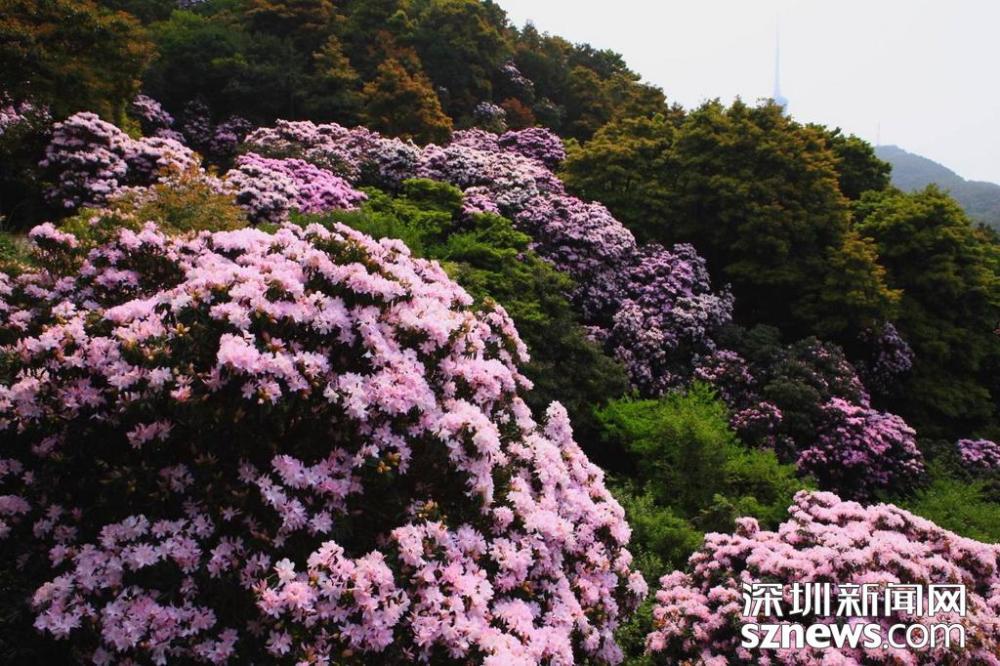 梧桐山再度开启"花海盛宴"错过毛棉杜鹃最佳观赏期要再等一年