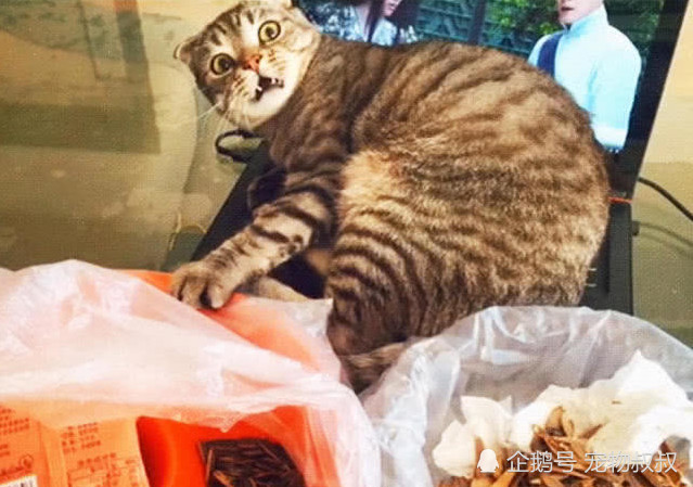 主人忙着追剧不陪猫玩,气得猫咪狂踩键盘,竟打出自己的心声