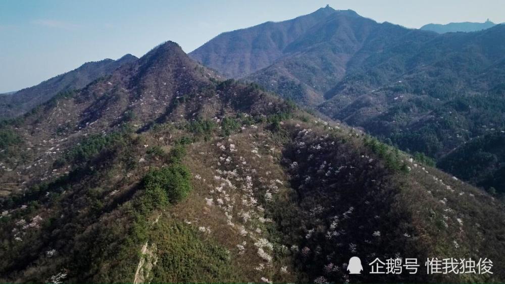 樱花,大洪山,随州,樱花谷,高山,灵官